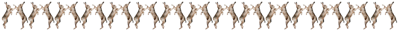 Two hares fighting on their hind legs