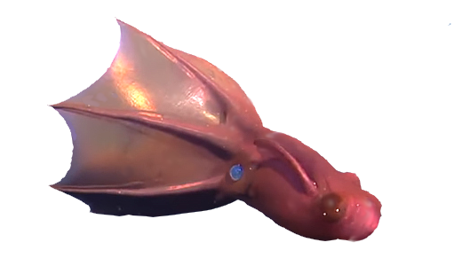 Vampire Squid
